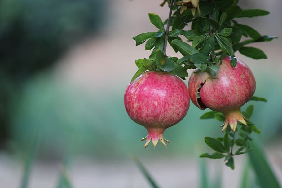 pomegranate, cyprus, vacations, food and drink, fruit, freshness HD wallpaper