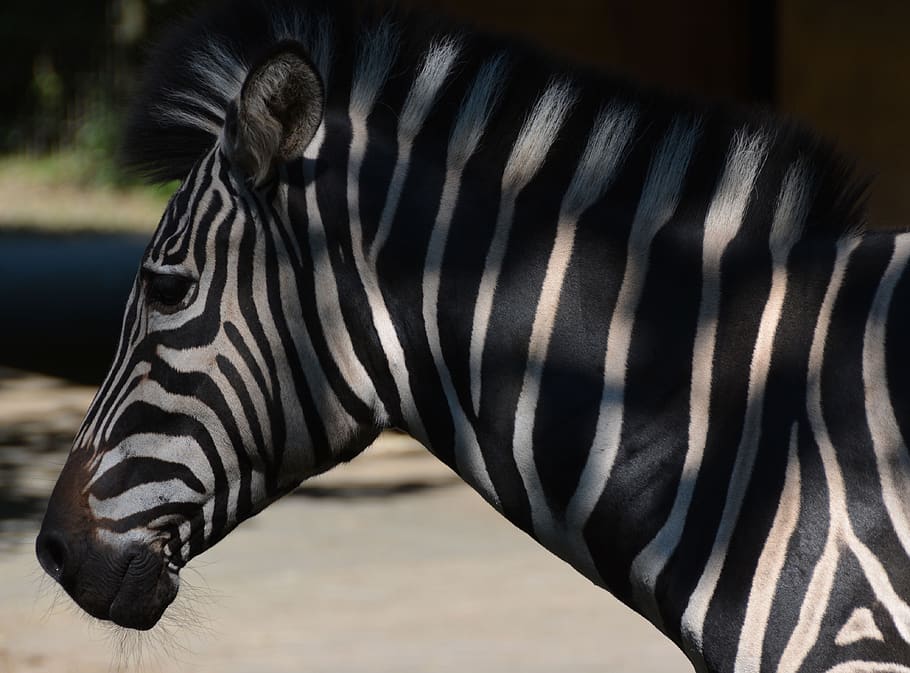 zebra, stripe pattern, zoo, head, striped, animal, animal wildlife HD wallpaper