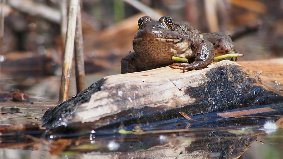 nature, frog, close up, animal themes, animal wildlife, animals in the wild HD wallpaper