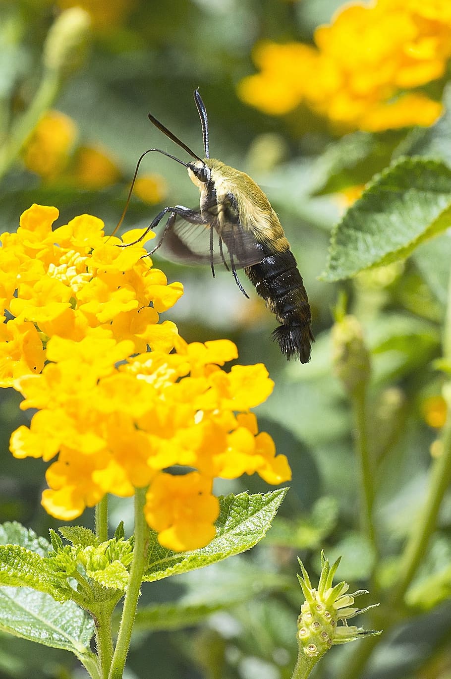 Moth, Insect, Animal, Macro, Flower, garden, natural, one animal HD wallpaper