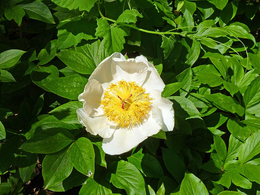 flower, peony, flowering, spring, garden, white flower, leaf HD wallpaper