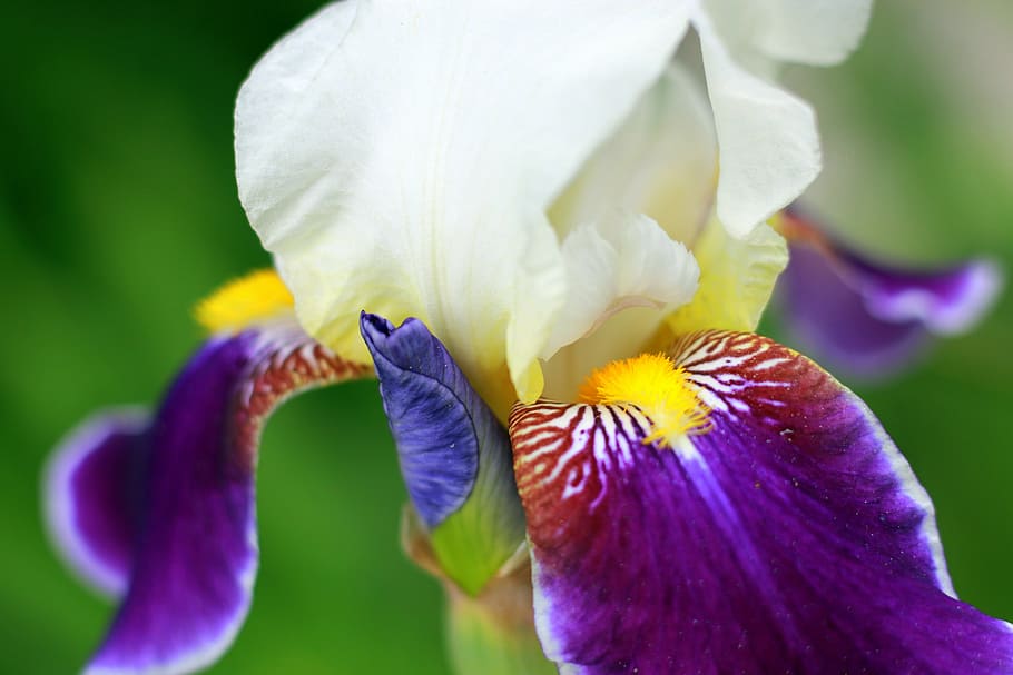 iris, white, yellow, purple, flower, garden, park, city, spring HD wallpaper