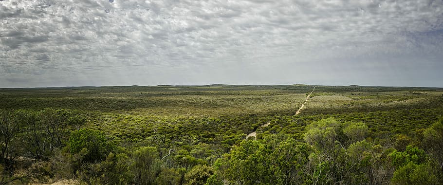 aerial photo of green forest under cloudy sky during daytime, aerial photography of forest HD wallpaper