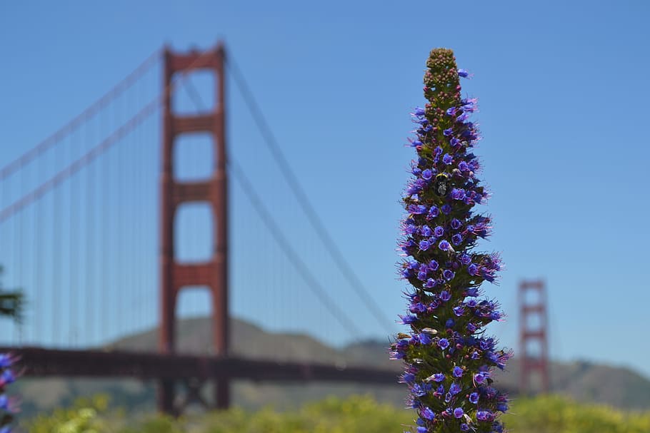 purple and green plant during daytime selective focus photo, selective focus photography of purple petaled flowers HD wallpaper