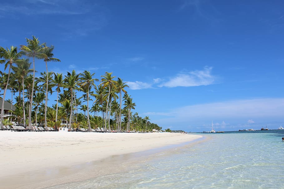 seashore with trees, punta cana, palms, dominican republic, tropical, HD wallpaper