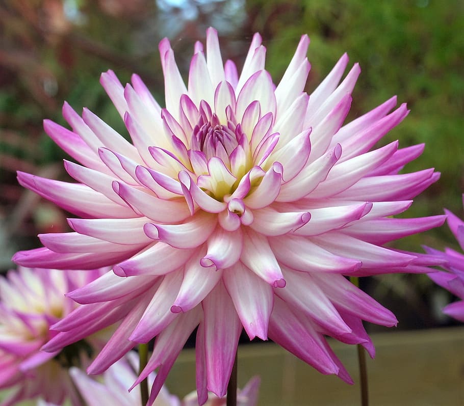flower, dahlia, bloom, flowering plant, fragility, vulnerability HD wallpaper