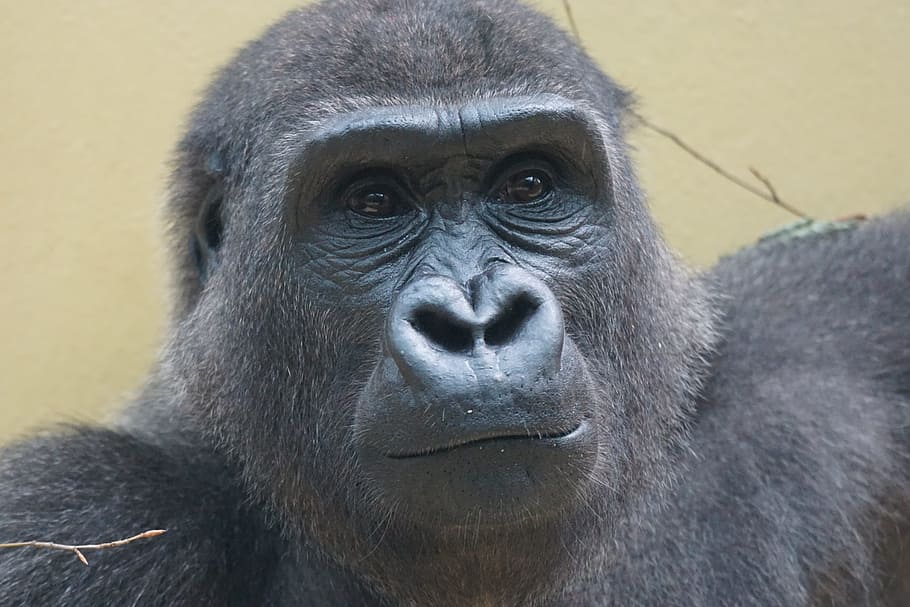 gorilla, ape, imposing, mammal, animal wildlife, primate, one animal HD wallpaper