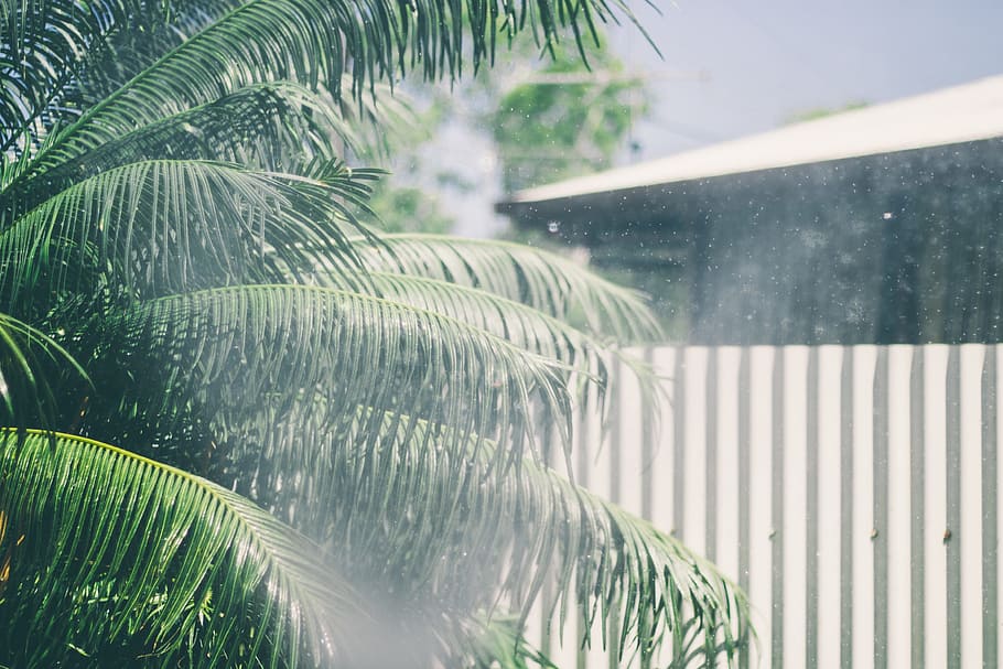 trees, nature, green, plant, palm tree, tropical climate, growth HD wallpaper