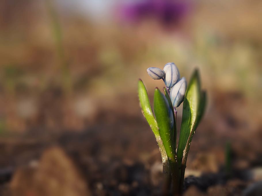 garden, spring, nature, flowers, plant, a garden plant, green HD wallpaper