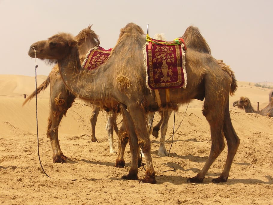 photo of group of camels on desert, sand, desert ship, ride HD wallpaper