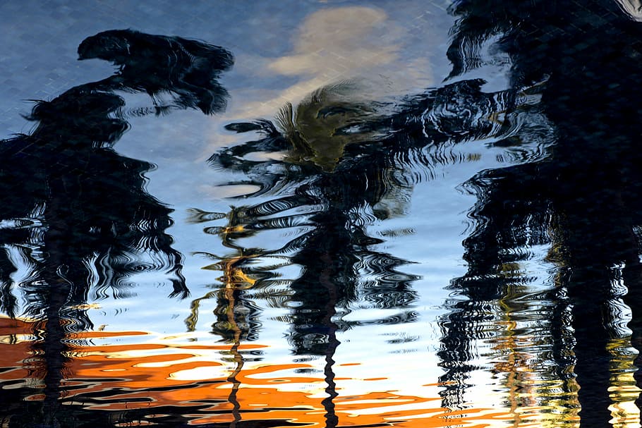 reflection of palm trees on body of water, reflection of palm trees in body of water HD wallpaper
