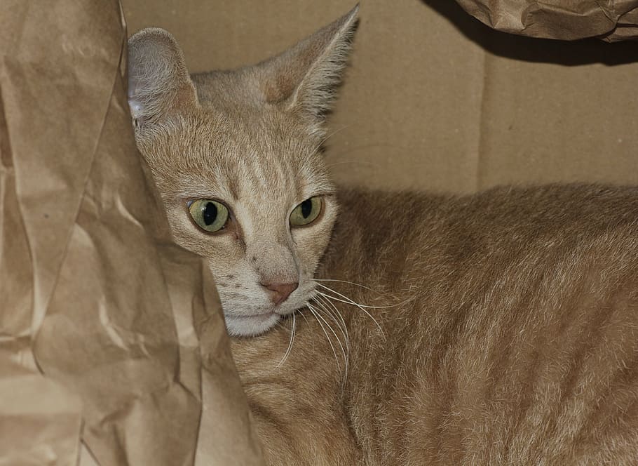orange tabby cat near paper bag, cat face, cat's eyes, animal