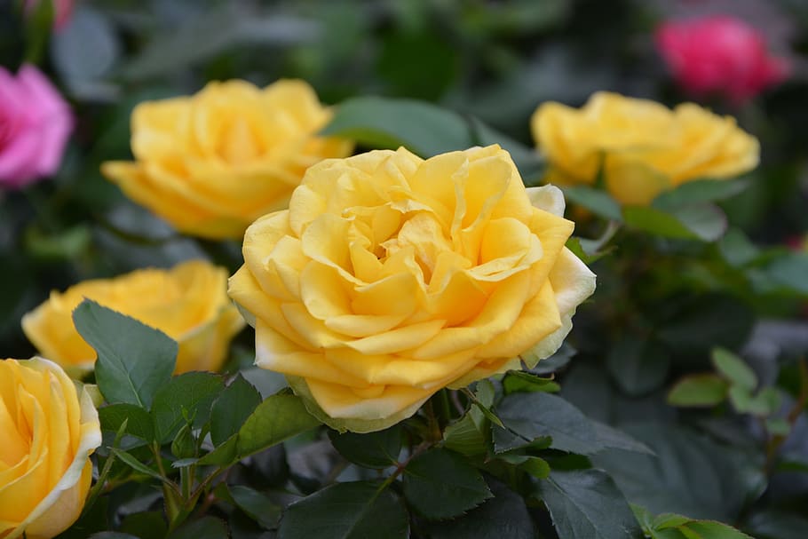yellow roses, flowers, rosebush, bouquet, offer, events, garden, HD wallpaper