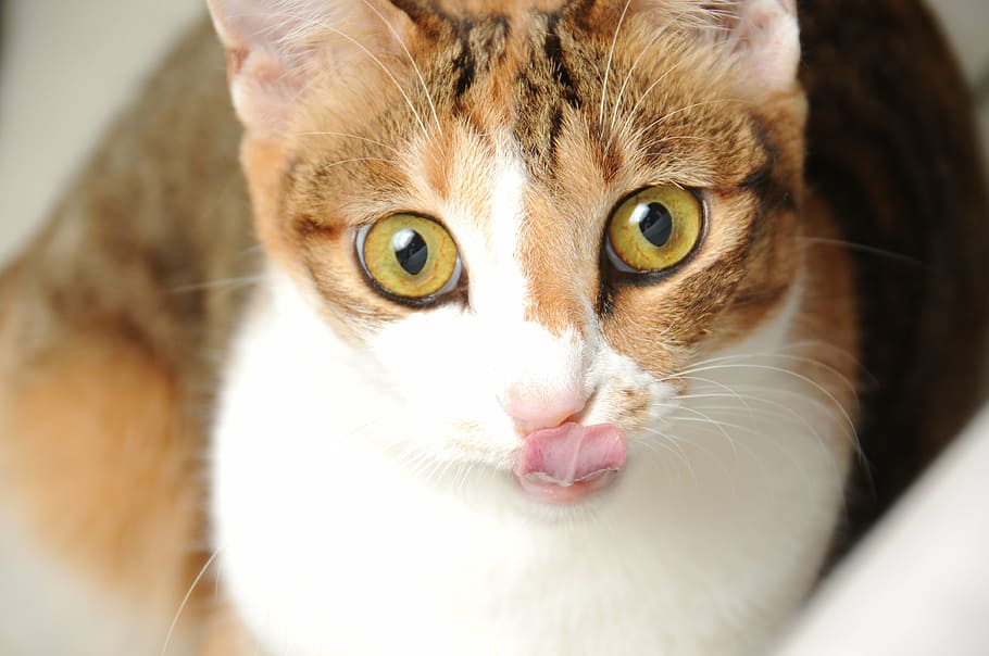 cat, pet, mammal, animal themes, pets, domestic cat, domestic animals HD wallpaper
