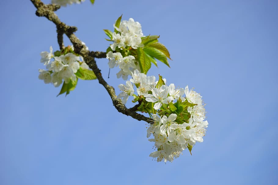 HD wallpaper: cherry blossom, branch, white, flowers, tree, flowering ...