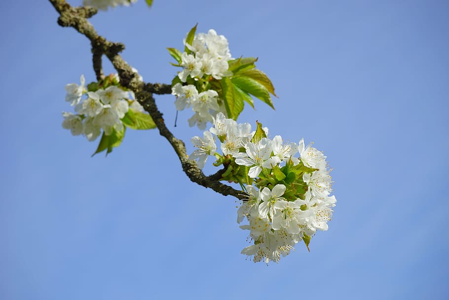 cherry blossom, branch, white, flowers, tree, flowering twig HD wallpaper