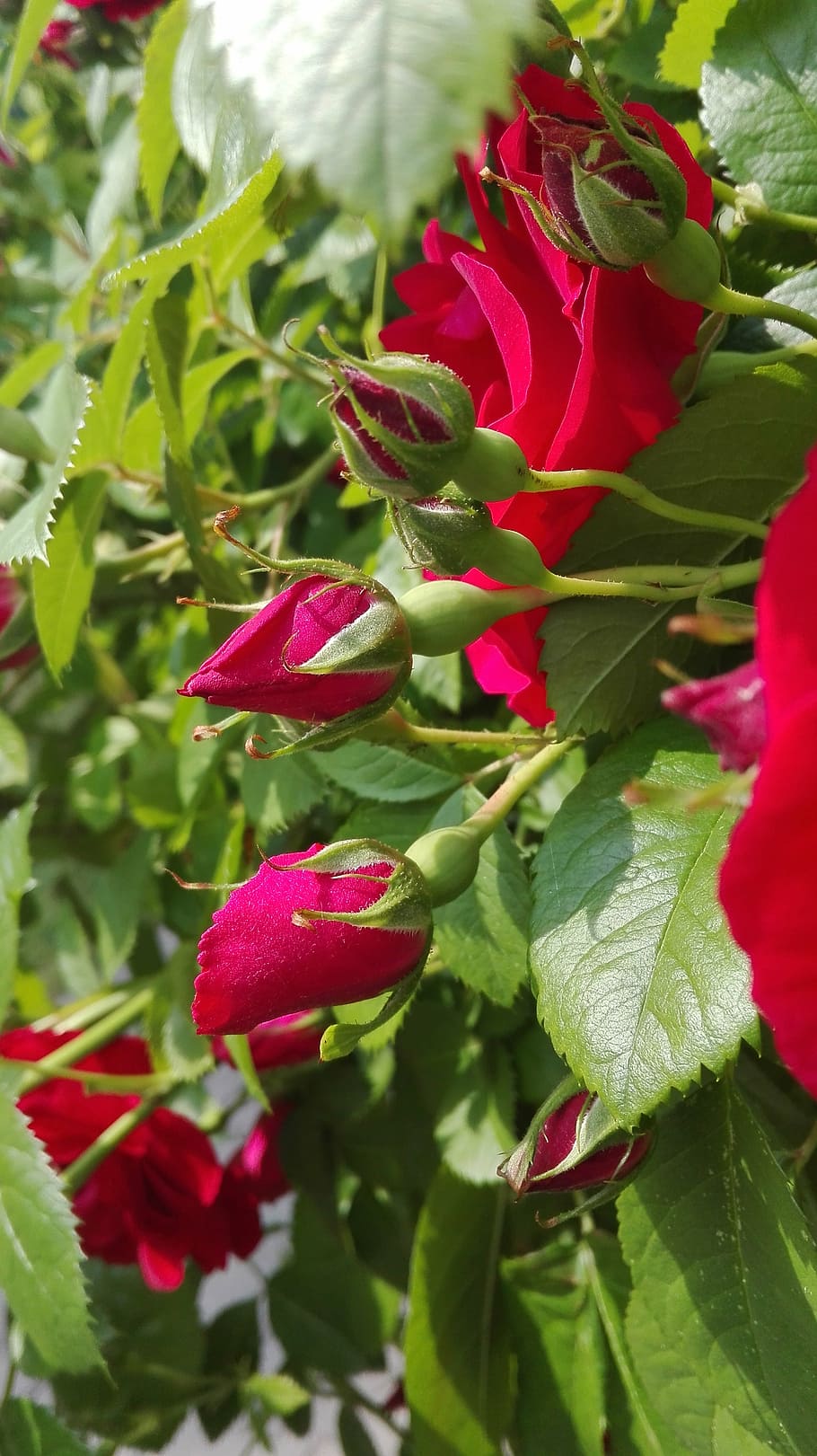 roses, flowers, nature, growth, plant, red, leaf, plant part HD wallpaper
