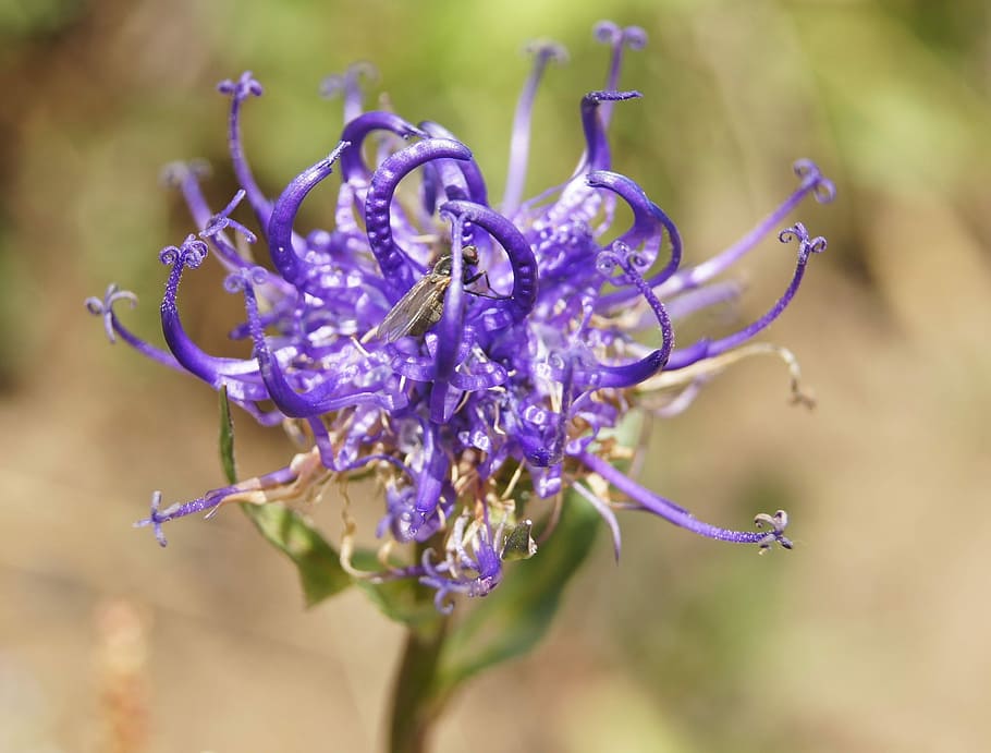 Devil'S Claw, Alpine, Flower, Flower, Flower, Fly, alpine flower HD wallpaper