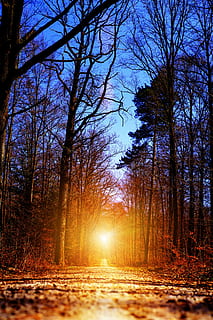 sunrays on trees, away, forest, target, hope, breakthrough HD wallpaper