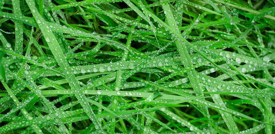 water droplets on grass, green, wet, drops, rain, texture, wallpaper HD wallpaper