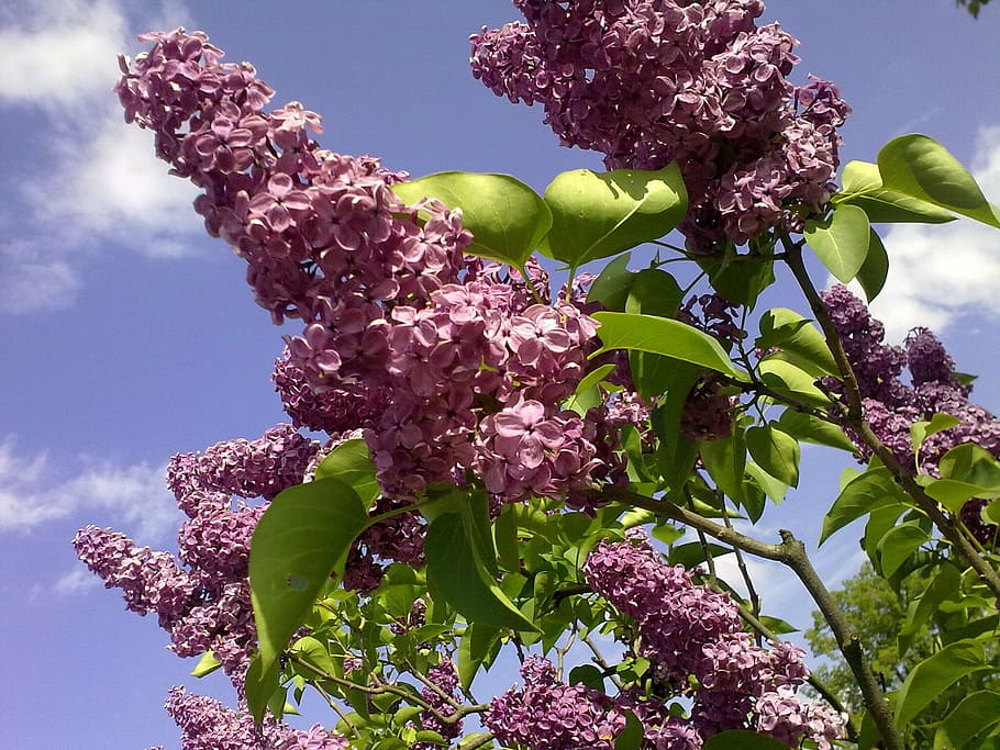 natural, violet, lilac, on, spring, summer lilac, plant, flower HD wallpaper