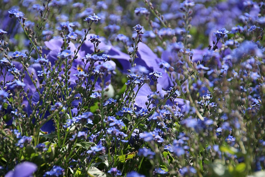 Wishbone, Flower, Blue, Spring, Herb, wishbone flower, field of flowers HD wallpaper
