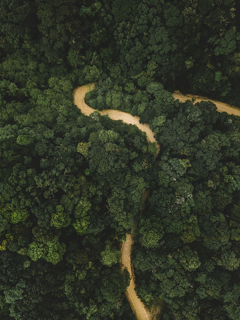 aerial photography of body of water surrounded by trees, aerial photography of brown road surrounded with green trees during daytime HD wallpaper