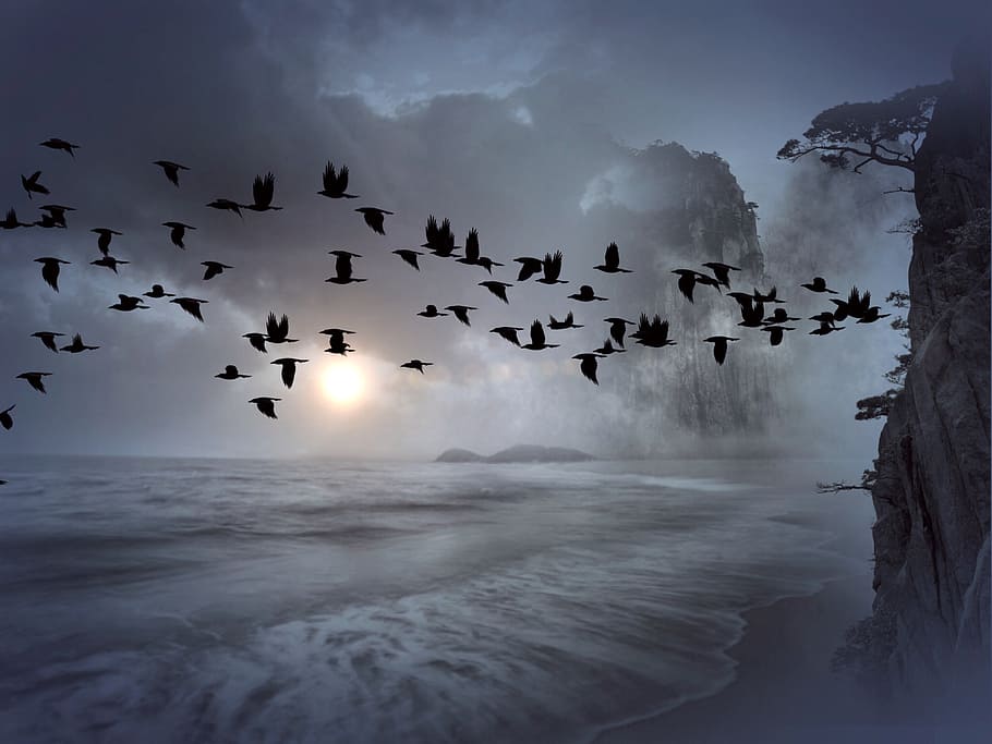 flock of raven during stratocumulus clouds, flock of birds, swarm, HD wallpaper