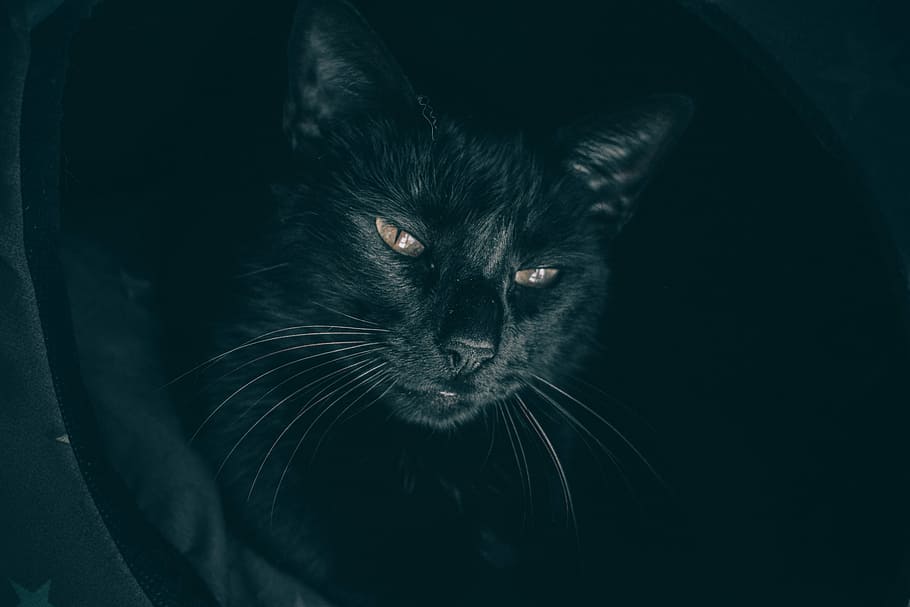 black cat, black cat on textile, face, dark, kitty, kitten, whiskers, HD wallpaper