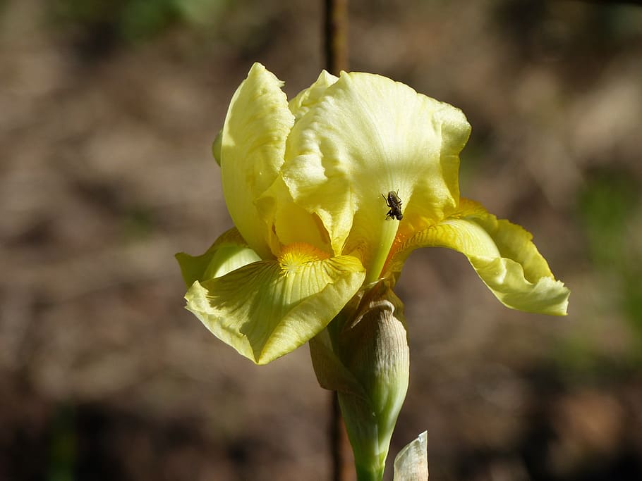 iris, yellow, fly, summer, garden, flower, flowering plant HD wallpaper