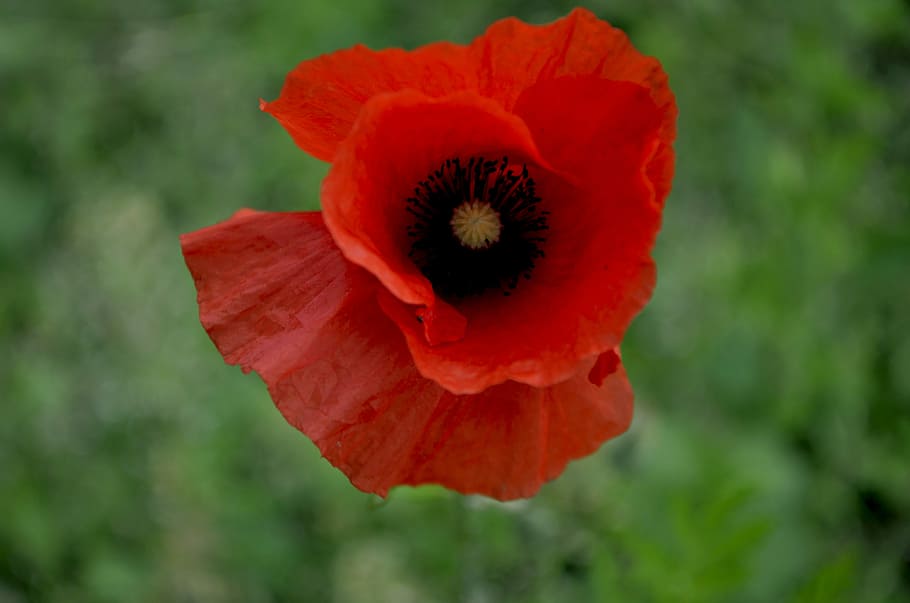 Mack, Red, Black, Plant, Flower, Grass, greens, macro, flowers HD wallpaper