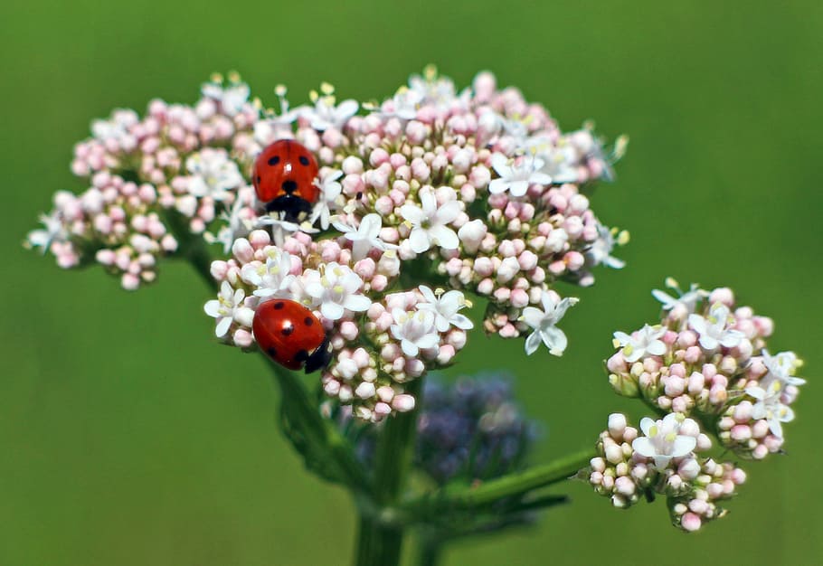 two ladybug on flowers, blossom, bloom, beetle, nature, insect HD wallpaper