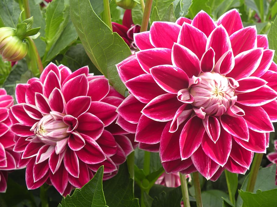 gerbera, flowers, pink, flowering plant, vulnerability, fragility HD wallpaper