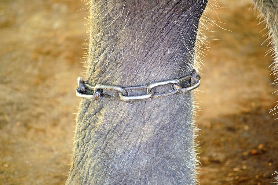 grey metal chain link, elephant leg, chained, cuffs, punishment, HD wallpaper