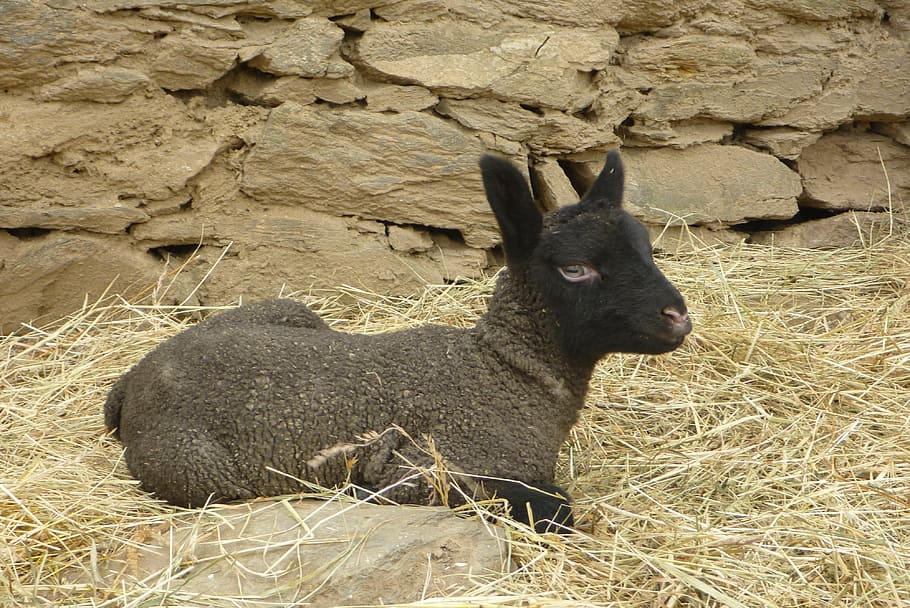 lamb, clunforest, animal themes, mammal, one animal, animal wildlife HD wallpaper