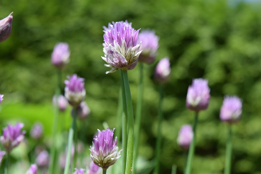 chives, blossom, bloom, close, purple, chive flowers, nature HD wallpaper