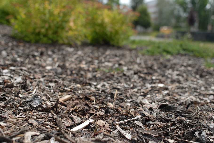 bark, city, nature, plant, land, dirt, day, growth, no people HD wallpaper