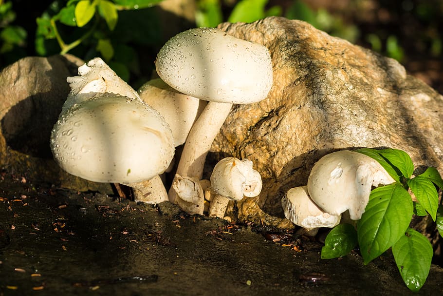 mushroom, nature, white, raindrop, fungus, vegetable, no people HD wallpaper
