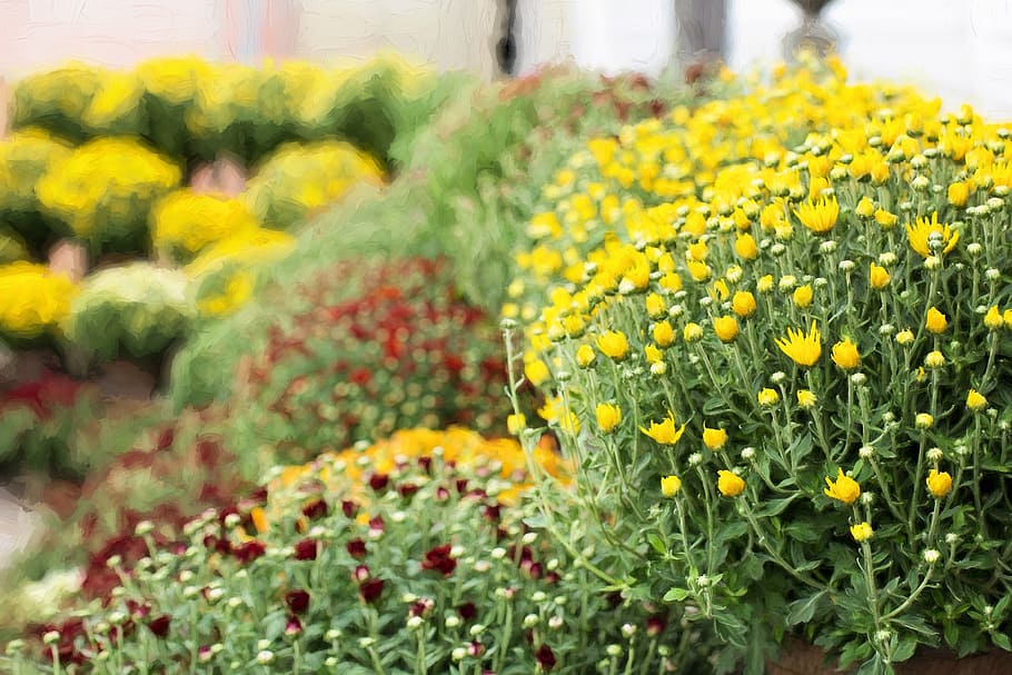 mums, yellow, fall, autumn, chrysanthemum, colorful, season HD wallpaper