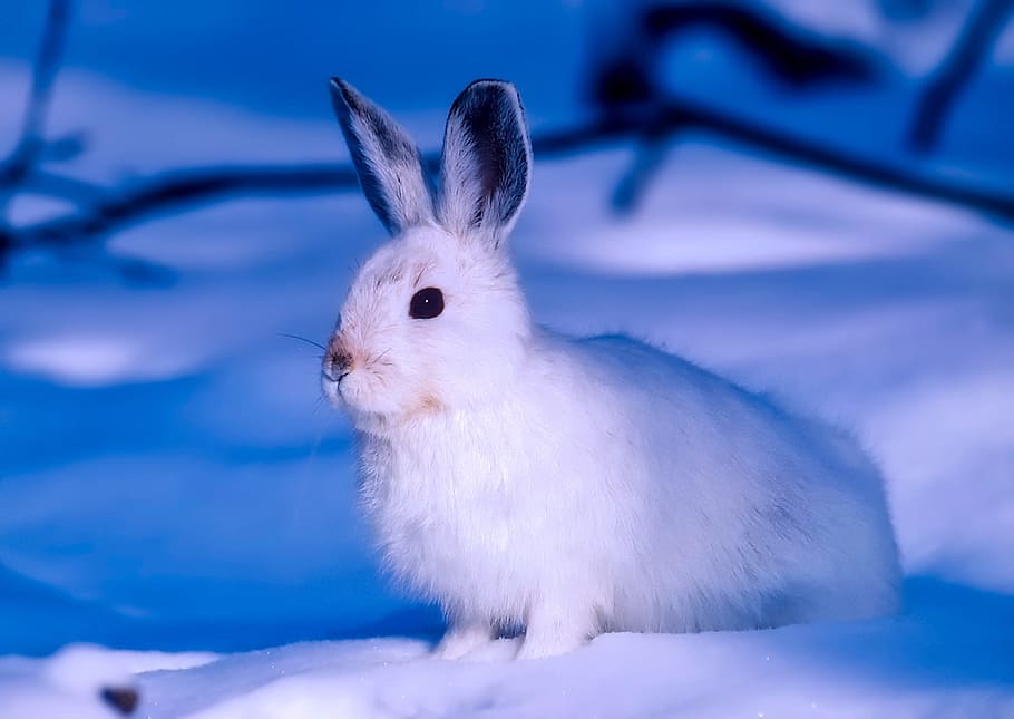 white rabbit on snow, arctic, canada, wildlife, animal, hare