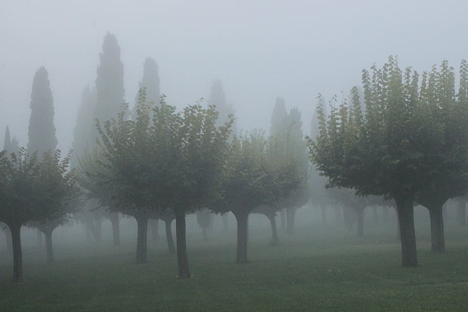 mist, cypress, atmosphere, background, fog, plant, tree, beauty in nature HD wallpaper