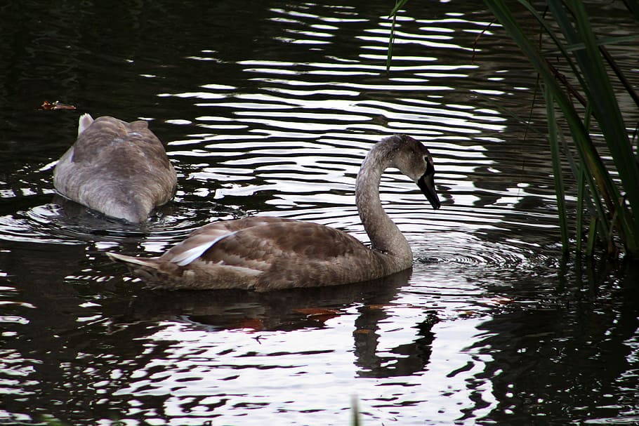 swan, lake, bird, animal wildlife, animals in the wild, water HD wallpaper