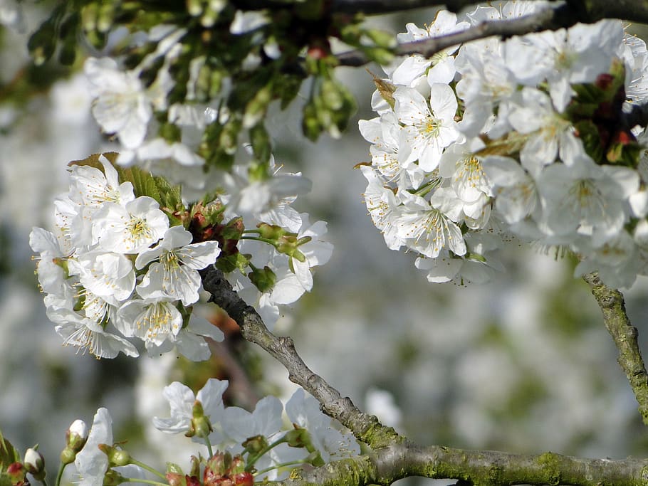 cherry blossom, flowers, cherry tree, spring, white, pink, nature HD wallpaper