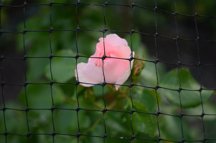 fence, grid, pink, rose, nature, flower, floral, spring, bloom HD wallpaper