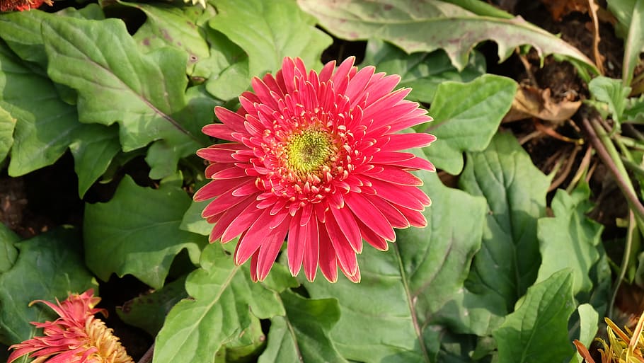 Spring, Flower, Chrysanthemum, red, leaf, growth, nature, flower head HD wallpaper