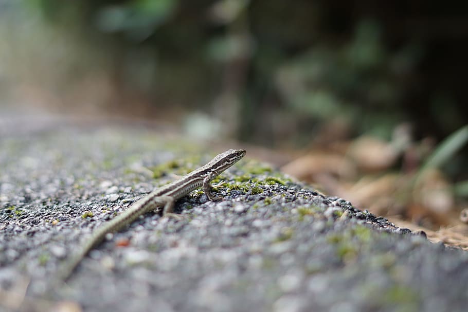 gray lizard on gray surface, lizard crawling on rock during daytime close-up photography HD wallpaper