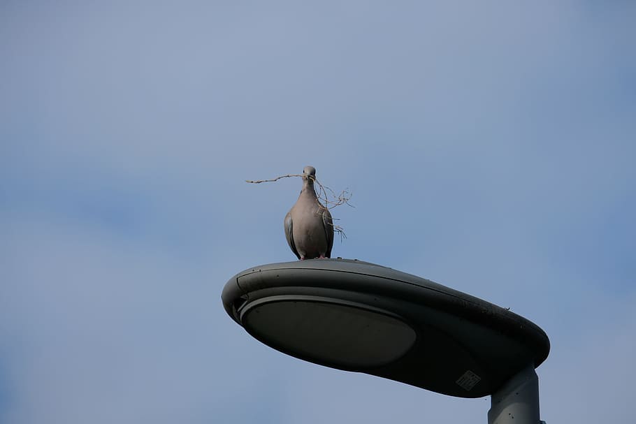 Dove, Sit, Bird, Sky, Blue, Pretty, Rest, street lamp, top HD wallpaper