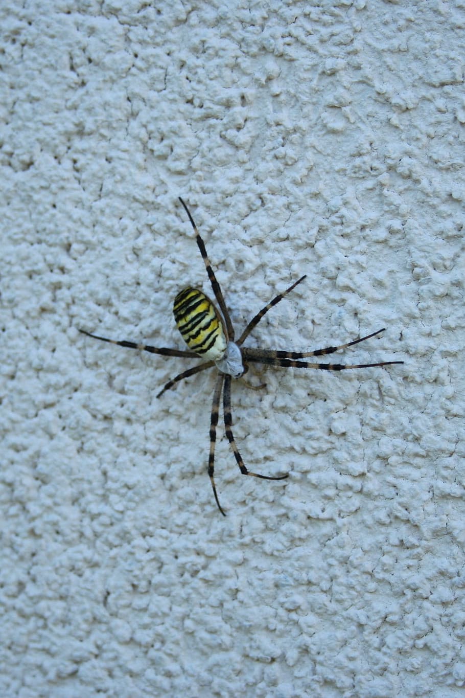 spider, wasp spider, animal themes, one animal, insect, animals in the wild HD wallpaper
