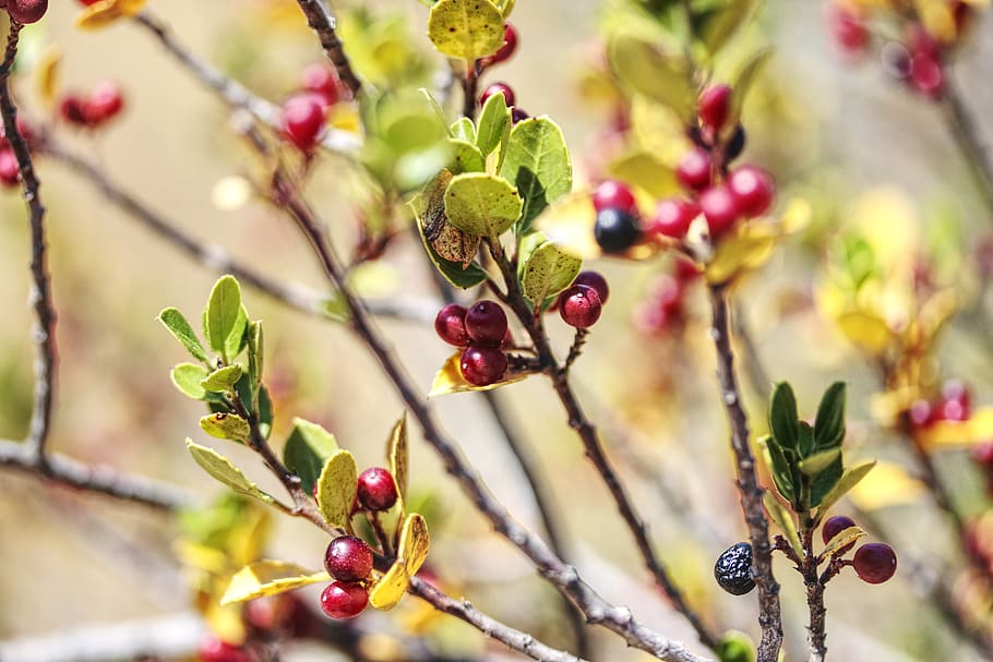 nature, branch, fruit, flower, tree, berries, bush, plant, leaf HD wallpaper