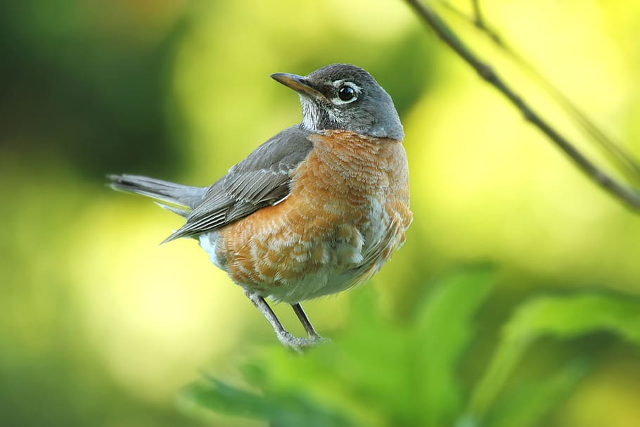 gray and brown American robin perched on green leaf selective focus photography, beige and grey bird on green plant during daytime